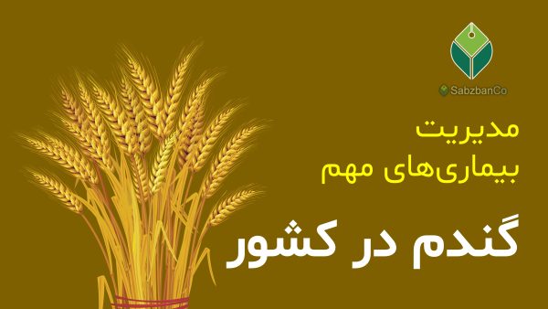 wheat-diseases-management