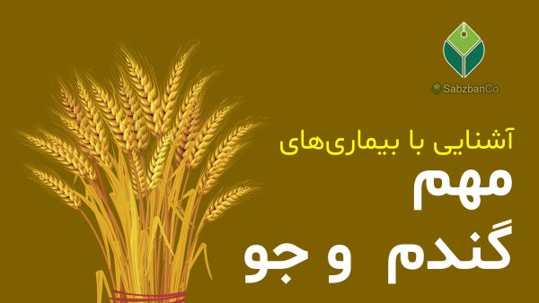 wheat-barley-diseases