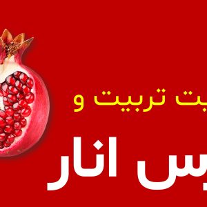 pomegranate-pruning-training