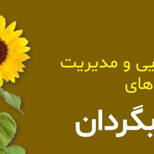 sunflower_disease_management