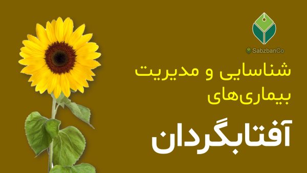 sunflower_disease_management