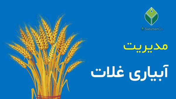 wheat-irrigation-management