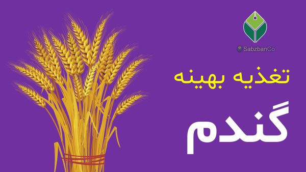wheat-nutrition-fertilizer